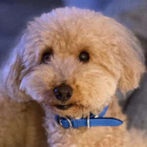 EdEdifier_JP_KOL_logo_03